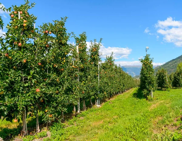 Apple Trees Apple Plantation Trentino South Tyrol Italy Europe — Stock Photo, Image