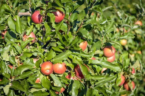Red Apples Hanging Apple Tree Apple Plantation Trentino South Tyrol — Stock Photo, Image