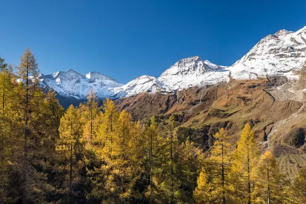 Autumnal Larches Front Snow Covered Mountain Peaks Groglockner High Alpine — Stock Photo, Image