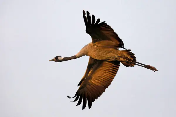 Crane Grus Grus Flies Western Pomerania Lagoon Area National Park — Stock Photo, Image
