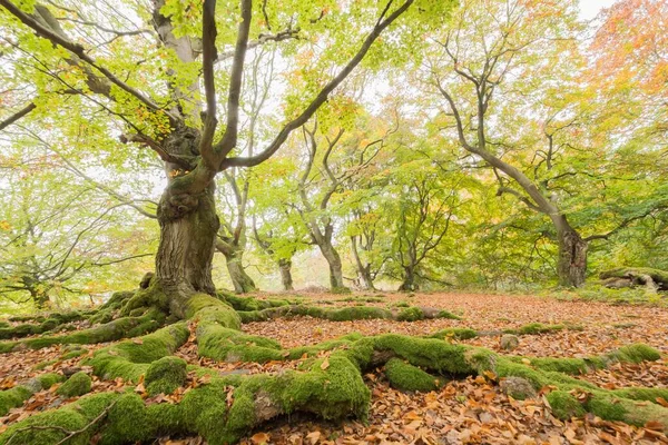Yosun Kökleri Orman Kayın Ağaçları Pastoral Orman Haloh Hesse Almanya — Stok fotoğraf