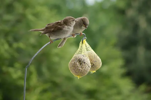 德国黑森 欧洲两头家养麻雀 产于肥球上 — 图库照片
