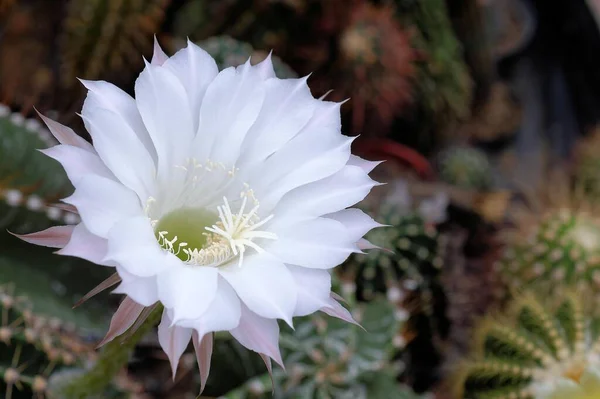 Blooming Cactus Echinopsis White Flower — Stock Photo, Image