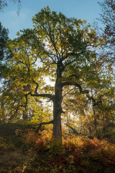Sonbaharda Meşe Ağacı Arka Işık Gellershausen Kellerwald Ulusal Parkı Hesse — Stok fotoğraf