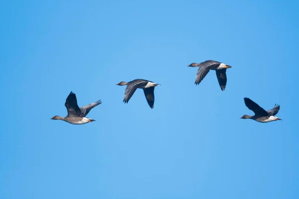 Bean Geese Anser Fabalis Group Flying Emsland Lower Saxony Germany — Stock Photo, Image