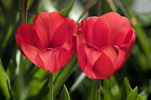 Red Tulips Tulipa Two Flowers Lower Austria Austria Europe — Stock Photo, Image