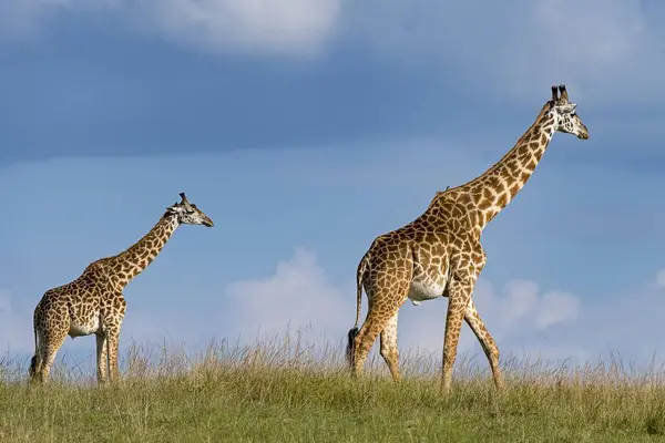 Giraffes Giraffa Camelopardalis Dam Young Animal Running Grass Pan Masai — Stock Photo, Image