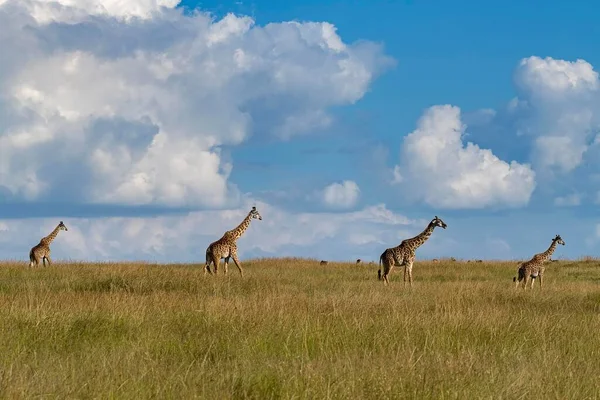 Giraffes Giraffa Camelopardalis Group Running Grass Savannah Masai Mara Kenya — Stock Photo, Image
