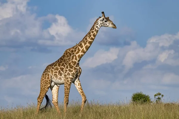 stock image Giraffe (Giraffa camelopardalis), bull walking through savannah, Masai Mara, Kenya, Africa