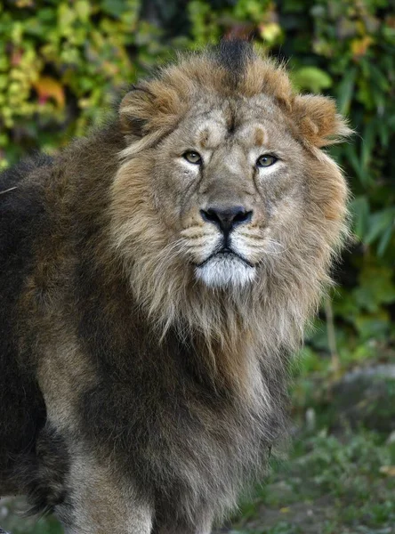 Asiatischer Löwe Panthera Leo Persica Männchen Tierporträt Gefangener Deutschland Europa — Stockfoto