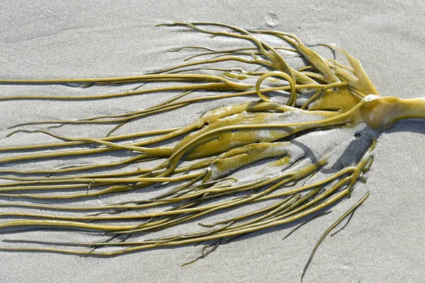 Alluvial Giant Kelp (Macrocystis pyrifera) at the sandy beach, island Chilo, Chile, South America