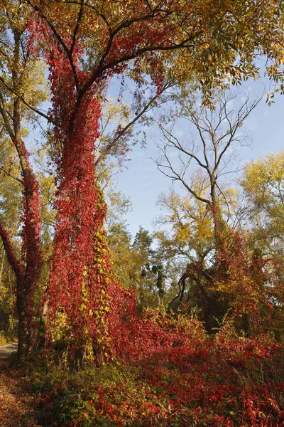 Vines on a tree, wild wine in autumn, Middle Elbe Biosphere Reserve, Dessau-Rolau, Saxony-Anhalt, Germany, Europe