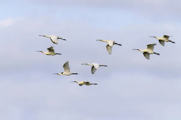 Common Spoonbills Platalea Leucorodia Birds Flight Texel West Frisian Islands — Stock Photo, Image