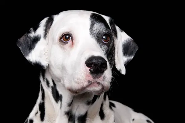 Dalmatian Male Years Old Old Dog — Stock Photo, Image