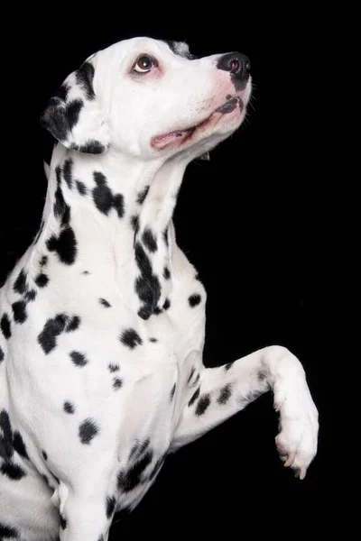 Dalmatian Male Years Old Old Dog Paw Raised — Stock Photo, Image