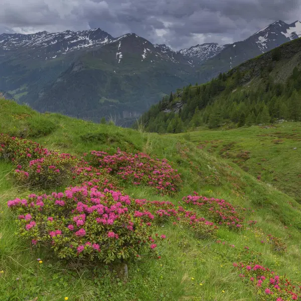 Roestige Alpenroos Rhododendron Ferrugineum Bloeiende Stormachtige Atmosfeer Nationaal Park Hohe — Stockfoto