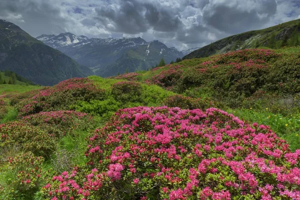 Rusty Leaved Alpenrose Rhododendron Ferrugineum Flowering Stormy Atmosphere Hohe Tauern — Stock Photo, Image