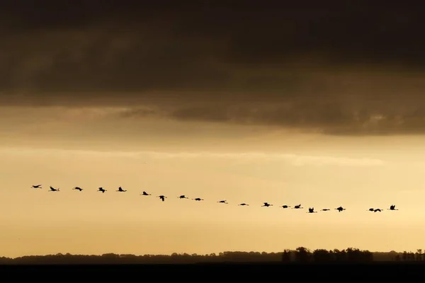 Common Cranes Grus Grus Swarm Birds Flies Row Sunset Western — Stock Photo, Image