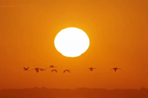Common Cranes Grus Grus Swarm Birds Flying Sunrise Western Pomerania — Stock Photo, Image