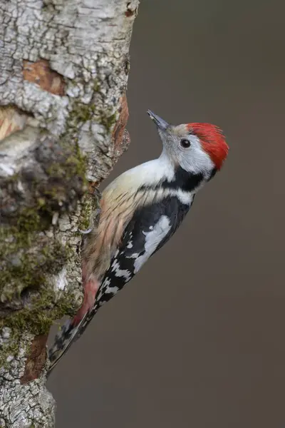 Middle Spotted Woodpecker Leiopicus Medius Foraging Downy Birch Betula Pubescens — Stock Photo, Image