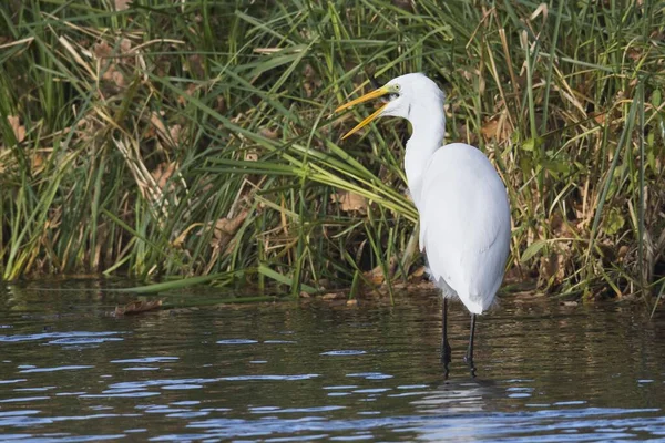 stock image Great egret (Casmerodius albus), standing in water with captured fish in its beak, Emsland, Lower Saxony, Germany, Europe