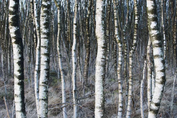 Birch Trunks Betula Pubescens Emsland Lower Saxony Germany Europe — Stock Photo, Image