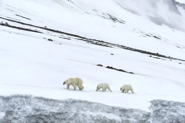 Female polar bear (Ursus maritimus) followed by two yearling cubs walking on the ridge of a glacier, Bjrnsundet, Hinlopen Strait, Spitsbergen Island, Svalbard Archipelago, Norway, Europe