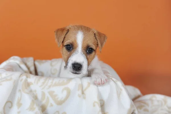 Parson Russell Terrier 棕色白色 小狗7周 动物肖像 奥地利 — 图库照片
