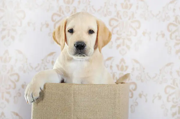 Labrador Retriever Amarelo Cachorrinho Semanas Sentado Caixa Áustria Europa — Fotografia de Stock