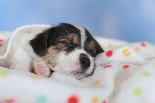 Jack Russell Terrier Tricolor Welpe Wochen Schläft Auf Fleckdecke Österreich — Stockfoto