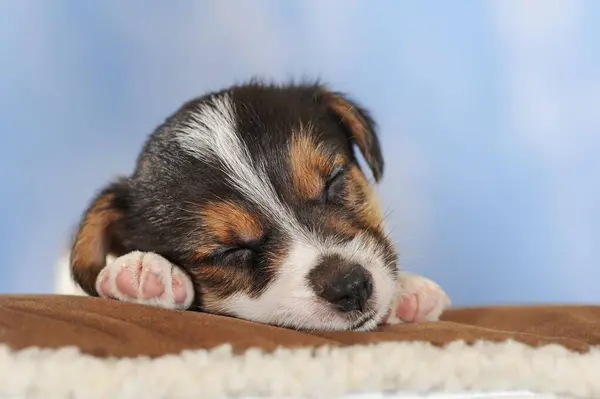 Jack Russell Terrier Tricolor Štěně Týdnů Spánek Rakousko Evropa — Stock fotografie
