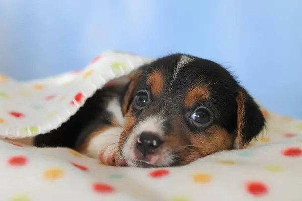 Jack Russell Terrier Tricolor Filhote Cachorro Semanas Encontra Cobertor Manchado — Fotografia de Stock