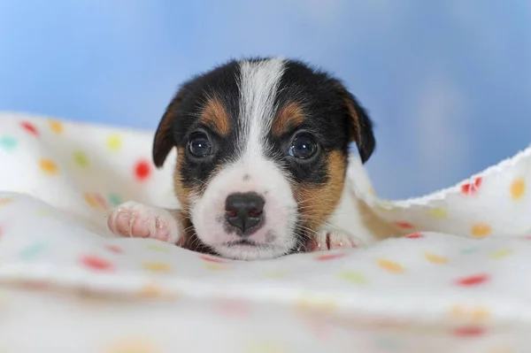 Jack Russell Terrier Tricolor Cachorro Semanas Acostado Manta Moteada Austria —  Fotos de Stock