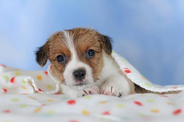Jack Russell Terrier Marrom Branco Filhote Cachorro Semanas Deitado Cobertor — Fotografia de Stock