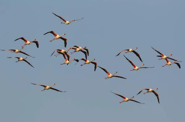 Greater Flamingo Phoenicopterus Roseus Flock Flying Ebro Delta Nature Reserve — Stock Photo, Image