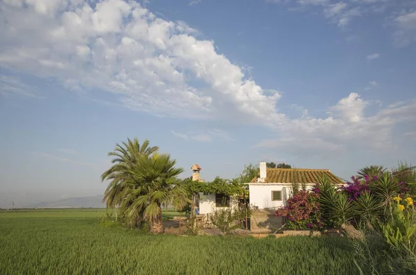 Liten Bondgård Mitt Bland Risfält Oryza Sativa Omgivningar Naturreservatet Ebro — Stockfoto