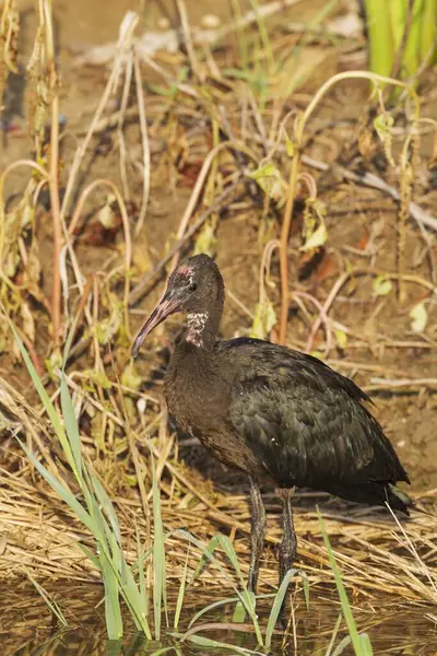 Glossy Ibis Plegadis Falcinellus Polowanie Młode Osobniki Przy Kanale Okolice — Zdjęcie stockowe