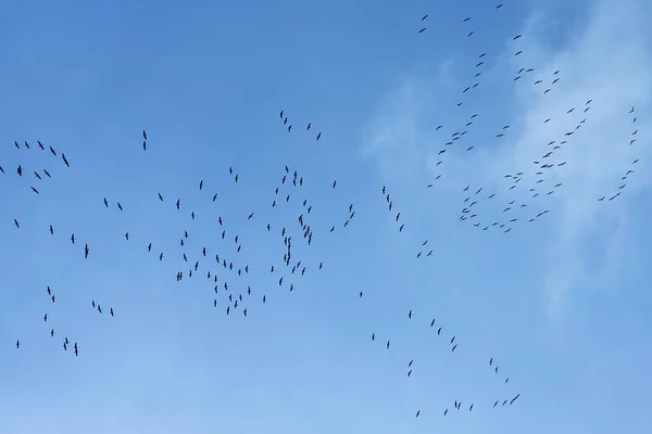 Grúas Grus Grus Reúnen Cielo Azul Para Volar Hacia Sur — Foto de Stock