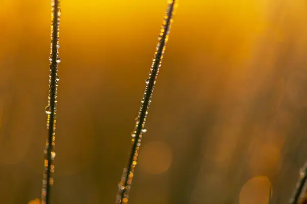 Two blades of grass with dew drops in the back light in the early morning at sunrise, Murnauer moss, Murnau, Upper Bavaria, Germany, Europe