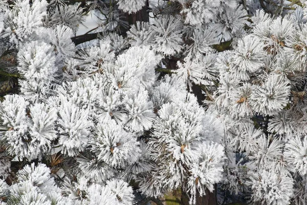 Ice Crystals Hoar Frost Needles Pine Pinus Schleswig Holstein Germany — Stock Photo, Image