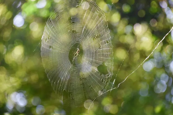 Spider web with spider in backlight in front of green leaves, Brazil, South America