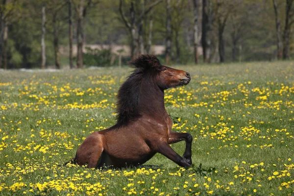 Icelandic Horse Equus Islandicus Standing Flowering Meadow Schleswig Holstein Germany — Stock Photo, Image