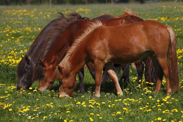 Three Grazing Icelandic Horses Equus Islandicus Flowering Meadow Schleswig Holstein — Stock Photo, Image