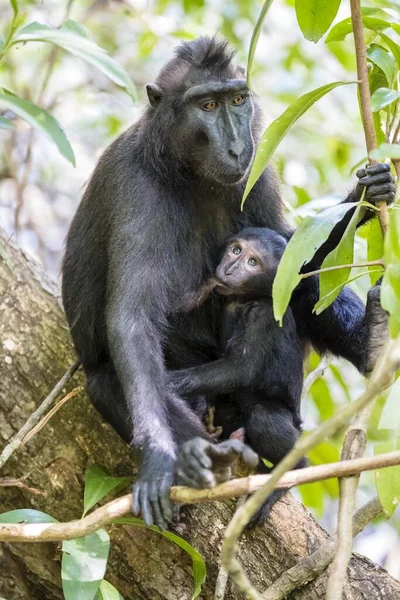 Celebes Crested Macaque Macaca Nigra Matka Sající Mladé Zvíře Národní — Stock fotografie