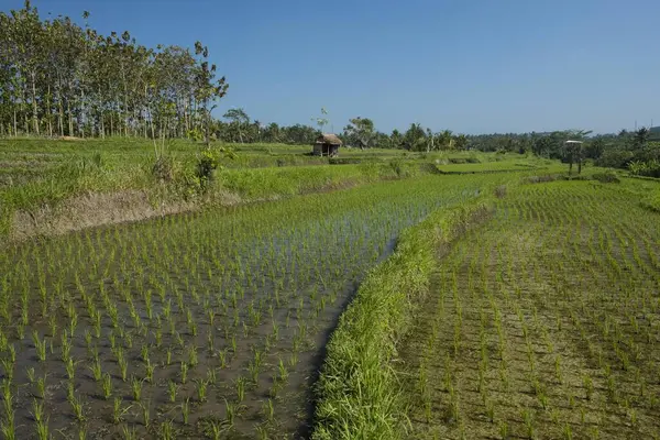 Rijstvelden Bali Indonesië Azië — Stockfoto