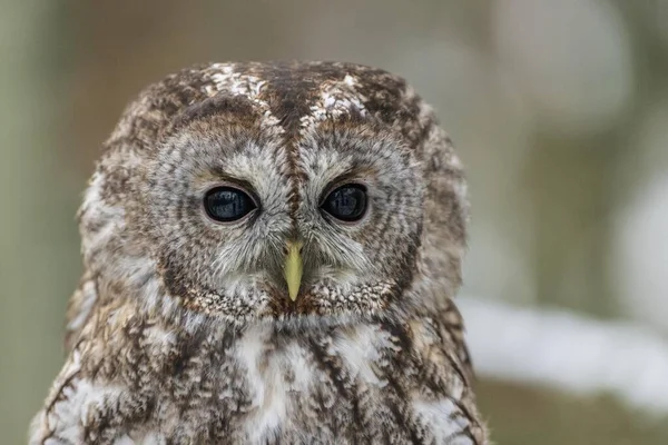 Tawny Owl Strix Aluco Animal Portrait Captive — Stock Photo, Image