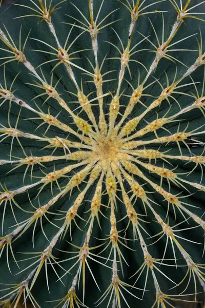 Cactus Ferocactus Histrix Detail Full Size Mexico Central America — Stock Photo, Image