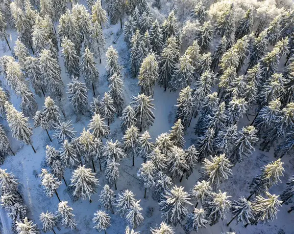 Drones Geschoten Besneeuwde Sparren Picea Van Boven Winter Taunus Hessen — Stockfoto