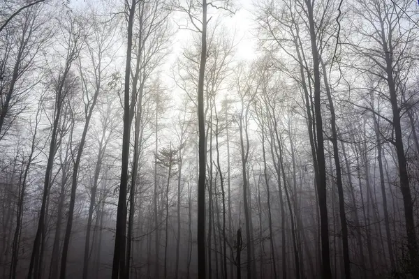 Árboles Desnudos Niebla Odenwald Hesse Alemania Europa — Foto de Stock