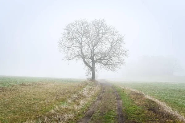 Paisaje Árboles Niebla Odenwald Alemania Europa — Foto de Stock